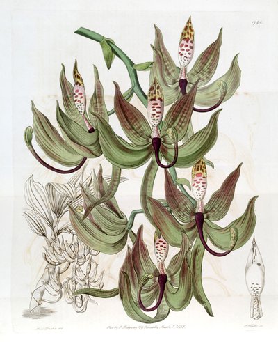 Cycnoches loddigesii by Miss Drake
